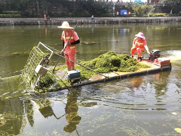 水生植物綠化養護